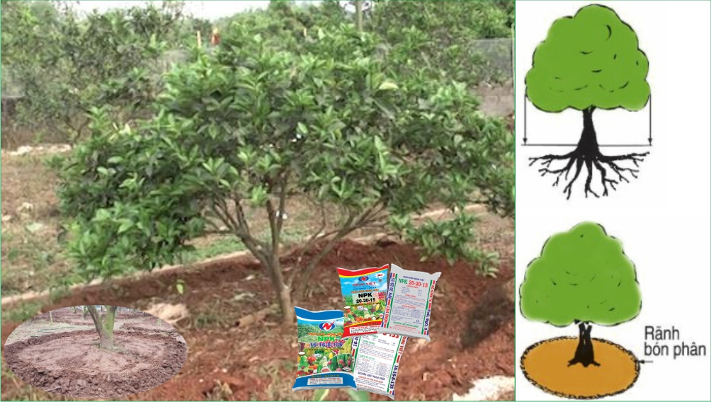 Rảnh bón phân npk