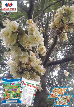 Sầu Riêng 2