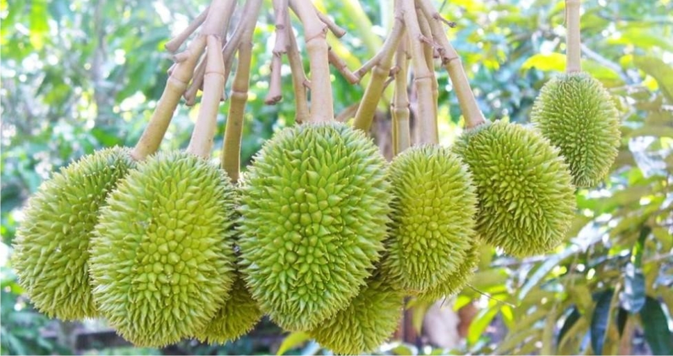 Sầu Riêng 4