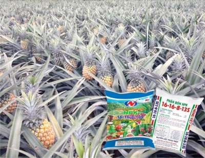 KỸ THUẬT TRỒNG DỨA (KHÓM)