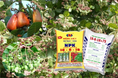 Sử dụng phân bón cho cây điều
