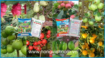NÊN BÓN PHÂN NPK RA SAO ĐỂ ĐẠT HIỆU QUẢ