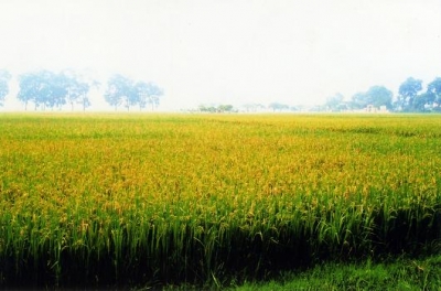Kỹ thuật bón phân cho lúa ngắn ngày