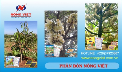 CÁCH BÓN PHÂN CHO CÂY SẦU RIÊNG